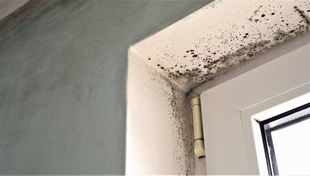 Best Mold Documentation for Insurance Claims  in Travelers Rest, SC
