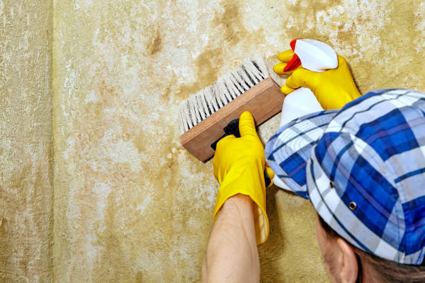 Reliable Travelers Rest, SC Mold Removal Solutions
