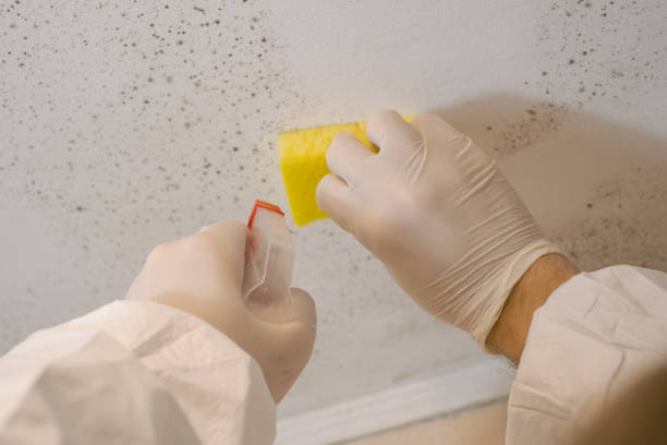 Best Mold Odor Removal Services  in Travelers Rest, SC