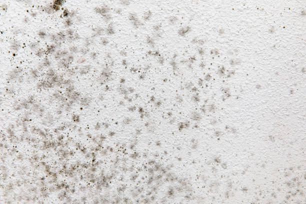 Best Attic Mold Removal  in Travelers Rest, SC